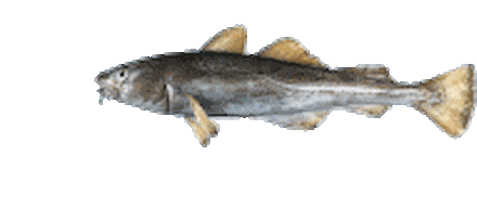Fish gif